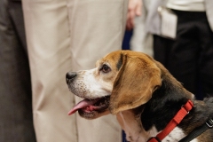 Beagle Brief