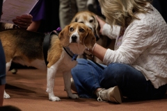 Beagle Brief