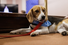 Beagle Brief