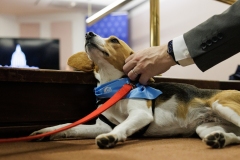 Beagle Brief