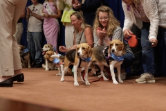 Beagle Brief