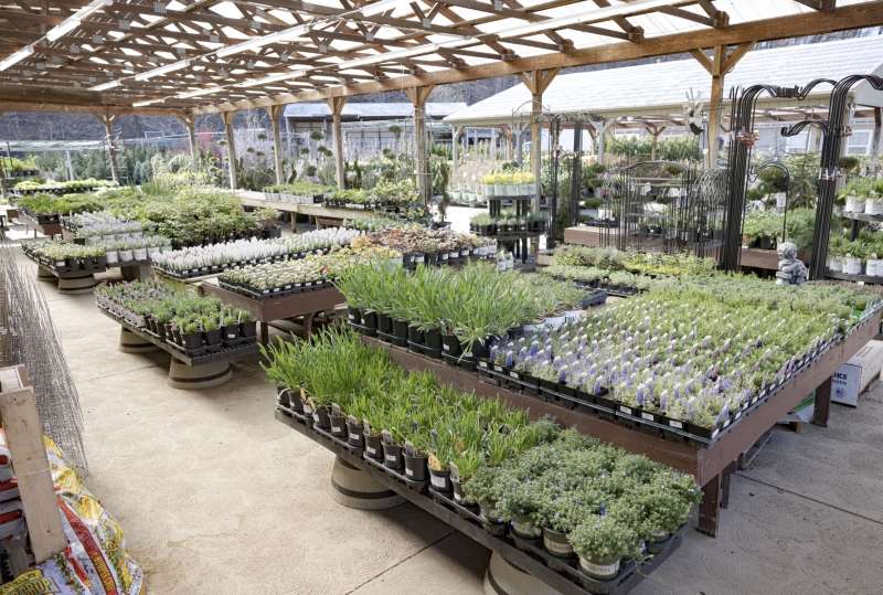 Chapon’s Greenhouse