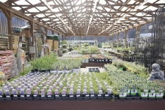 Chapon’s Greenhouse
