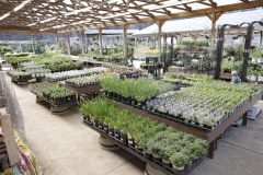 Chapon’s Greenhouse