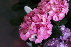 Lea’s Floral Shop